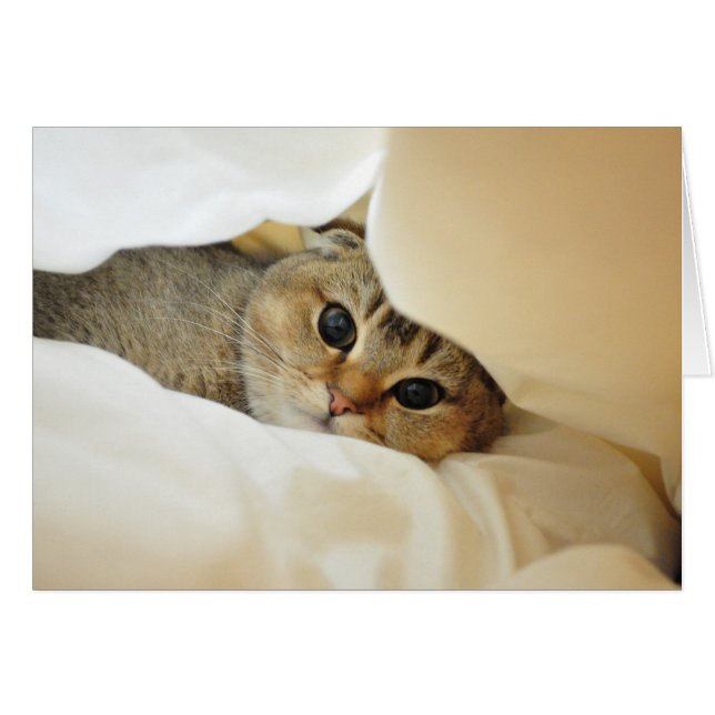 Nudeln, die Verstecken spielen (Vorderseite (Horizontal))