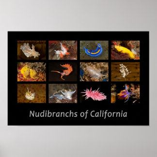 Nudibranchs in California Poster