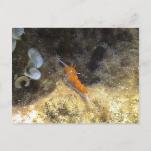 NudiBranntwein Postkarte