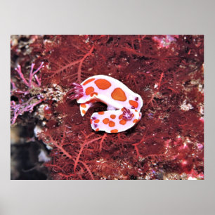Nudis Poster