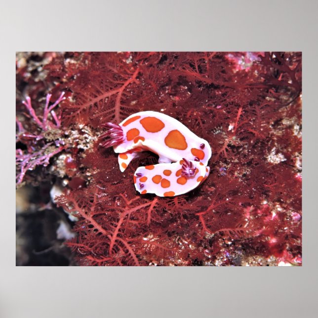 Nudis Poster (Vorne)
