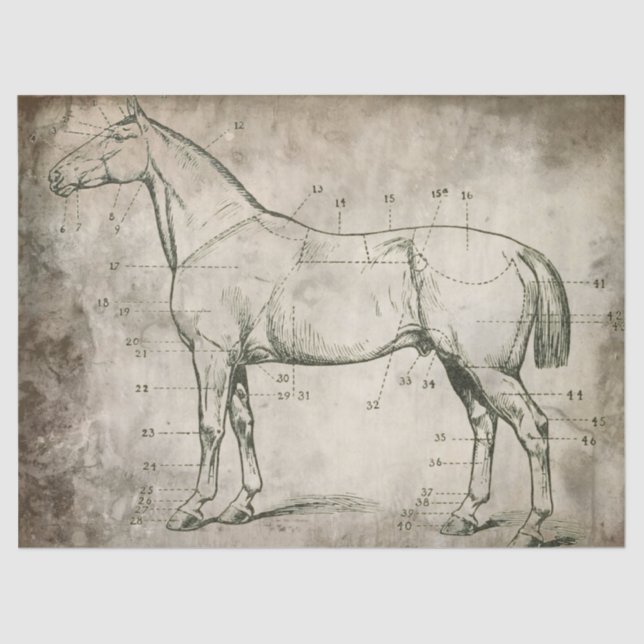 Numeriertes Pferd Seidenpapier (Vorderseite)