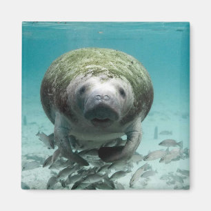 Nun, Hallo Da Manatee Magnet
