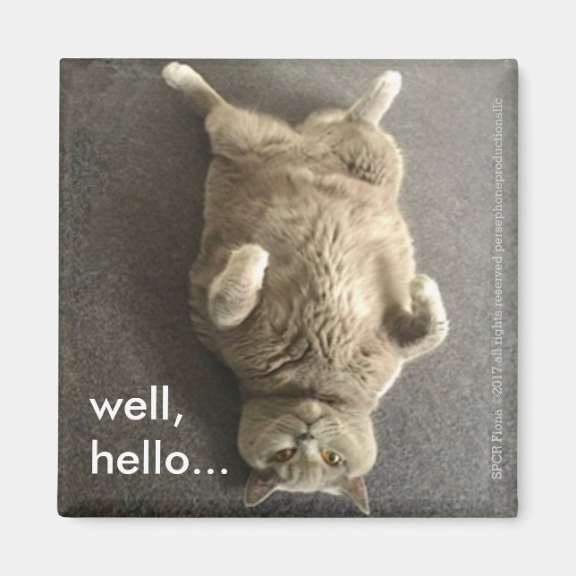 "Nun, hallo..." von Fiona, der britischen Blue Cat Magnet (Vorne)