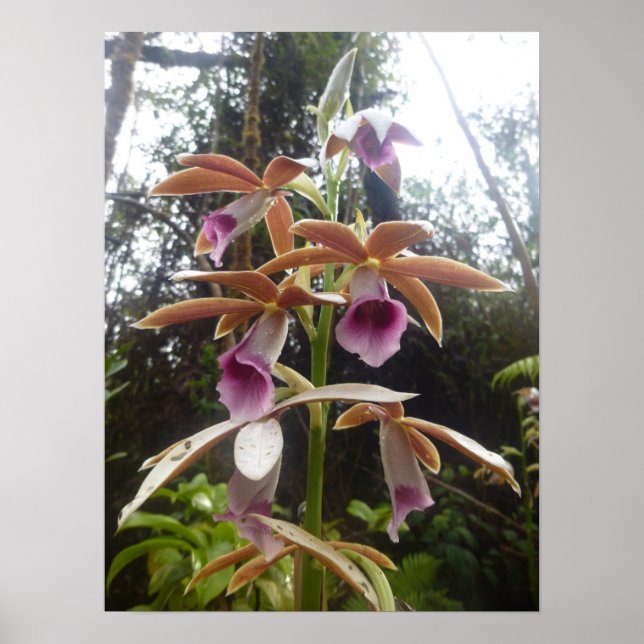 Nuns Hood Orchid Big Island Hawaii Poster (Vorne)