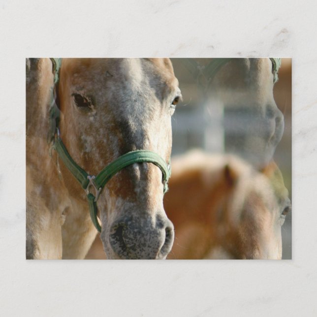 Nur Appaloosas Postkarte (Vorderseite)