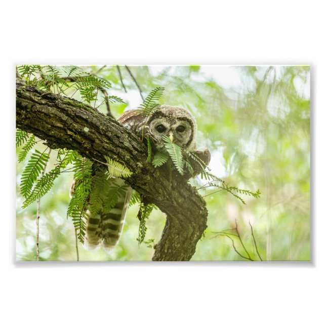 Nur ein Flüchtige Blick Fotodruck (Vorne)