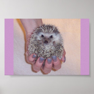 Nur ein handlicher Igel Poster