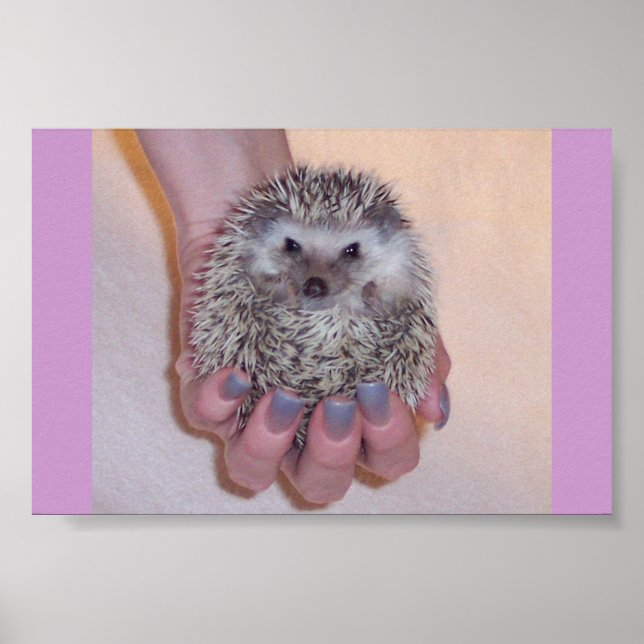 Nur ein handlicher Igel Poster (Vorne)