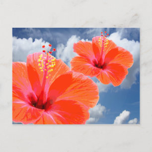 Nur ein Hibiskus Blossom + Ihr Text & Ideen Postkarte