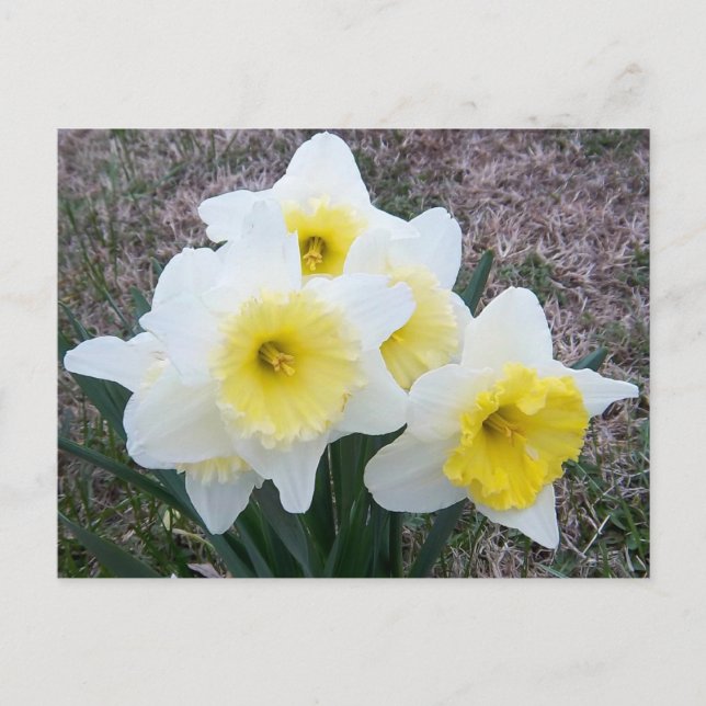 Nur ein kleines Daffodil... Postkarte (Vorderseite)