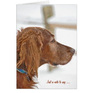 Nur eine Anmerkung für Irish Setter