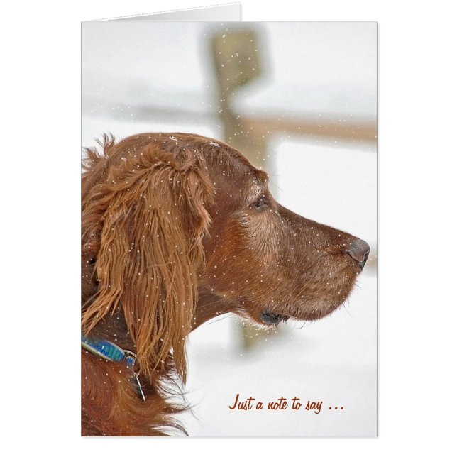 Nur eine Anmerkung für Irish Setter (Vorne)