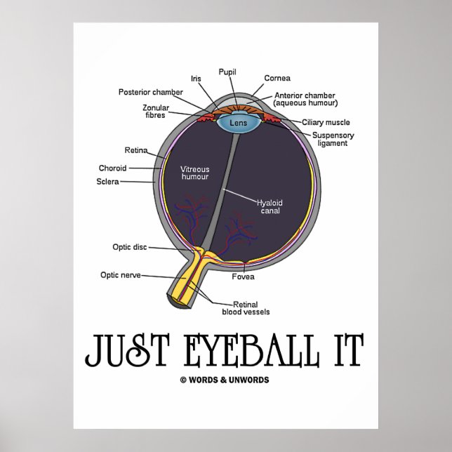 Nur Eyeball It (Augenanatomie Annäherung Sprichwor Poster (Vorne)