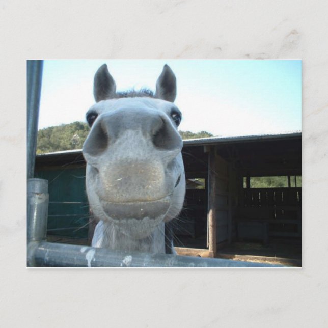 Nur für heute postkarte (Vorderseite)