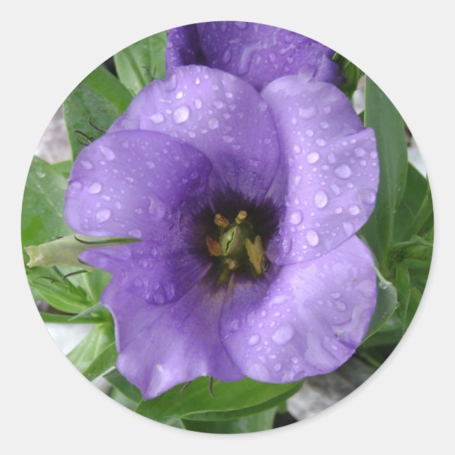 Nur gewässert runder aufkleber (Vorderseite)