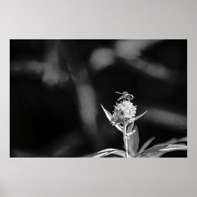 Nur Gold fliegen Poster (Vorne)