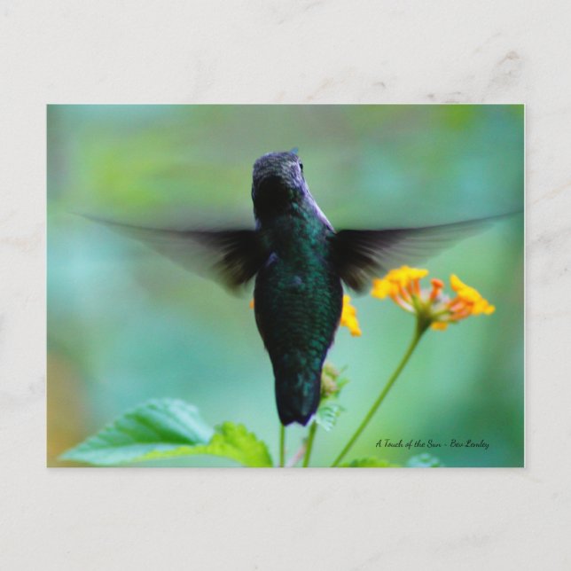 Nur Hummin' By to say Hallo! Postkarte (Vorderseite)