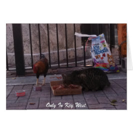 "Nur in Key West" Cat & Rooster Foto-Karte