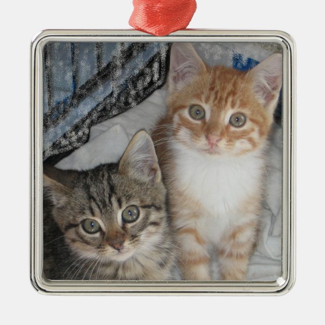 Nur Kätzchen Silbernes Ornament (Vorne)