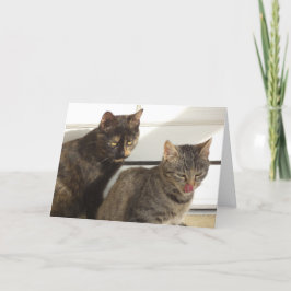 Nur Katzen und Kätzchen - leere Karte