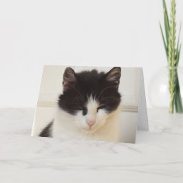 Nur Katzen und Kätzchen - leere Karte