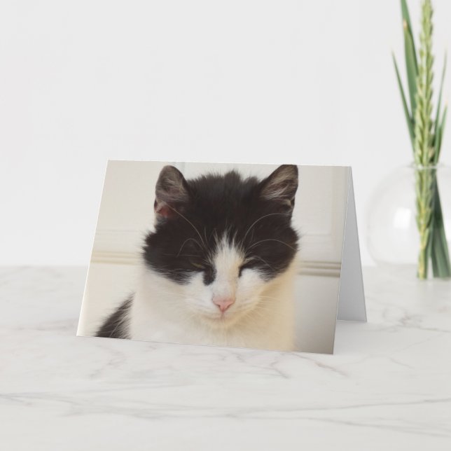 Nur Katzen und Kätzchen - leere Karte (Vorderseite)