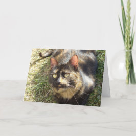 Nur Katzen und Kätzchen - leere Karte