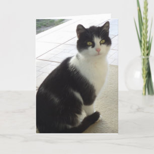 Nur Katzen und Kätzchen - leere Karte