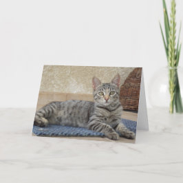 Nur Katzen und Kätzchen - leere Karte