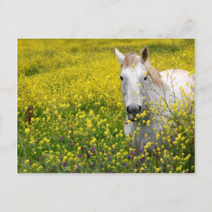 Nur neugierig postkarte