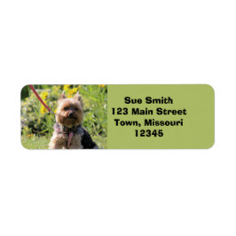 Nur schlichter Liebling