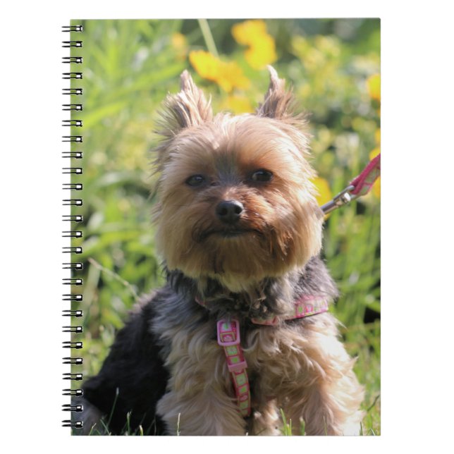 Nur schlichter Liebling Notizblock (Vorderseite)