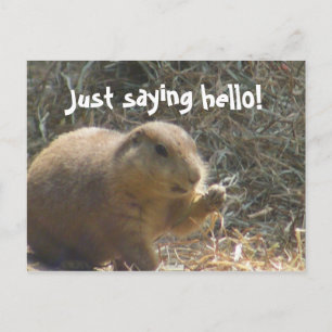 Nur Sprichwort Hallo! Prairie Dog Postcard Postkarte