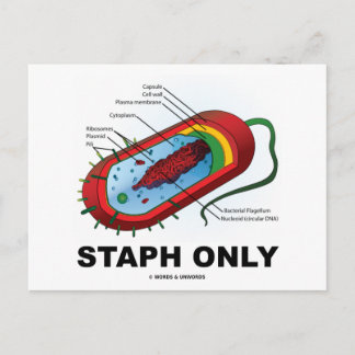 Nur Staph (Bacteria Health Medicine Spaß) Postkarte