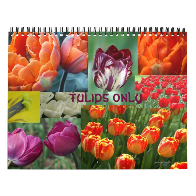nur Tulpen Kalender (Titelbild)
