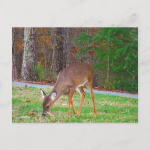 Nur verlassene Spots, Baby Deer Postkarte