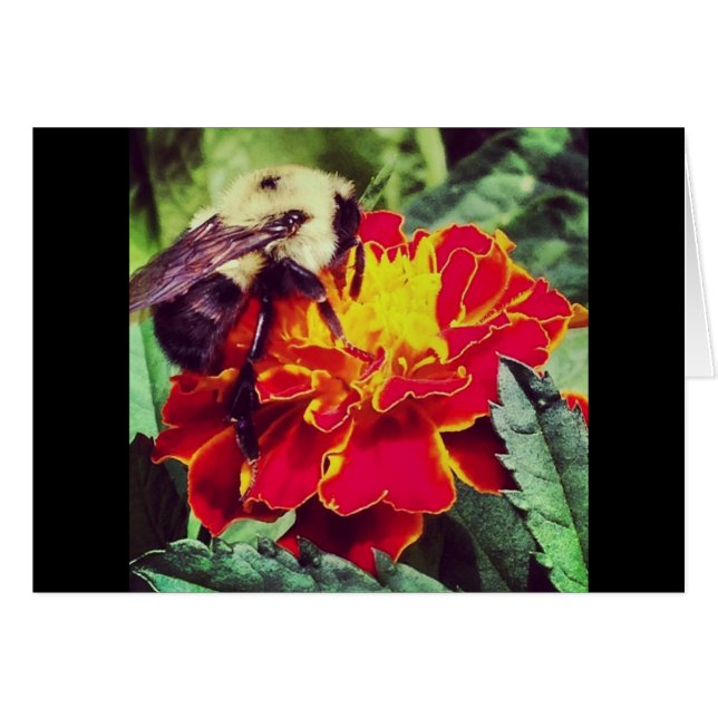 Nur wegen Biene! (Vorderseite (Horizontal))