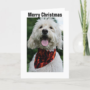 NUR WEIHNACHTSMITTEL AUS VERRÜCKTEN HUNDEN/GLÜCKLI FEIERTAGSKARTE