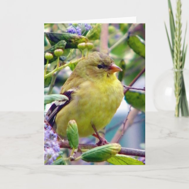 Nur weil karte (Vorderseite)