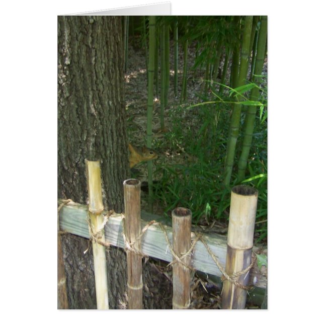 Nur zum Spaß wird das sneakige Eichhörnchen erwisc (Vorne)