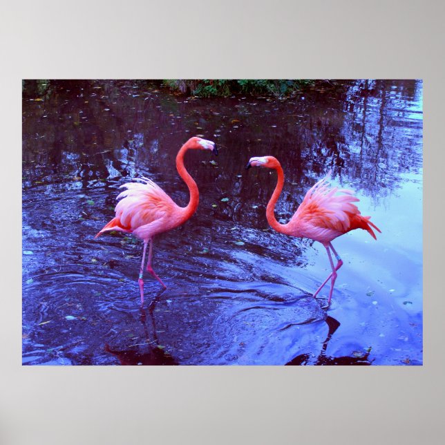 Nur zwei Flamingos Poster (Vorne)