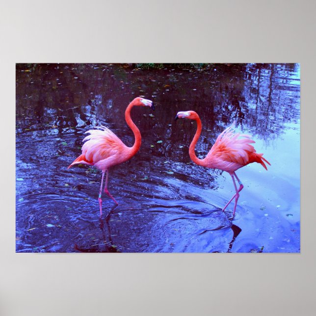 Nur zwei Flamingos Poster (Vorne)
