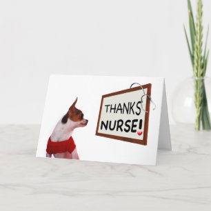 Nurse Danke Chihuahua Dog