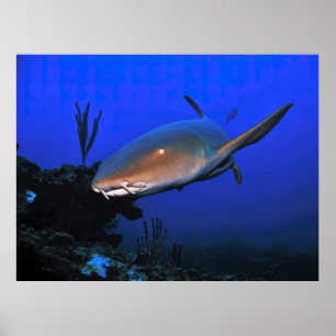 Nurse Hai und der blaue Ozean Poster