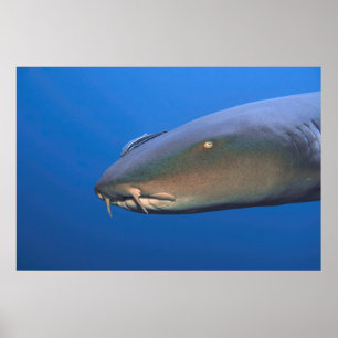 Nurse Shark mit Hitchhiker Poster