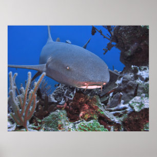 Nurse Shark on Reef Poster