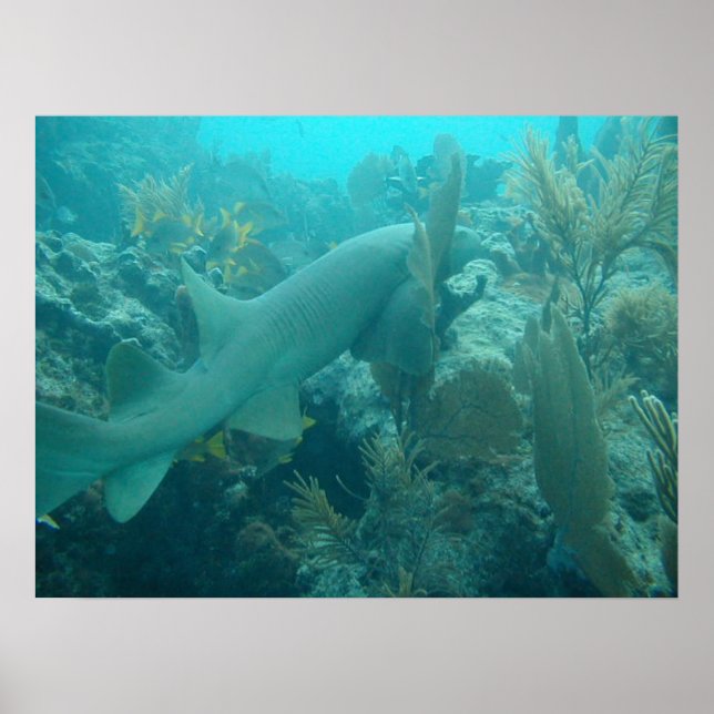 Nurse Shark Poster (Vorne)