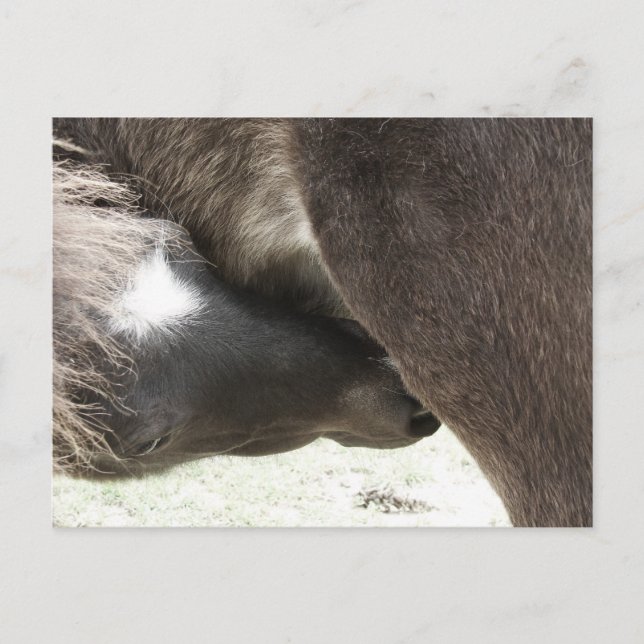 Nursing Mini Foal Postkarte (Vorderseite)