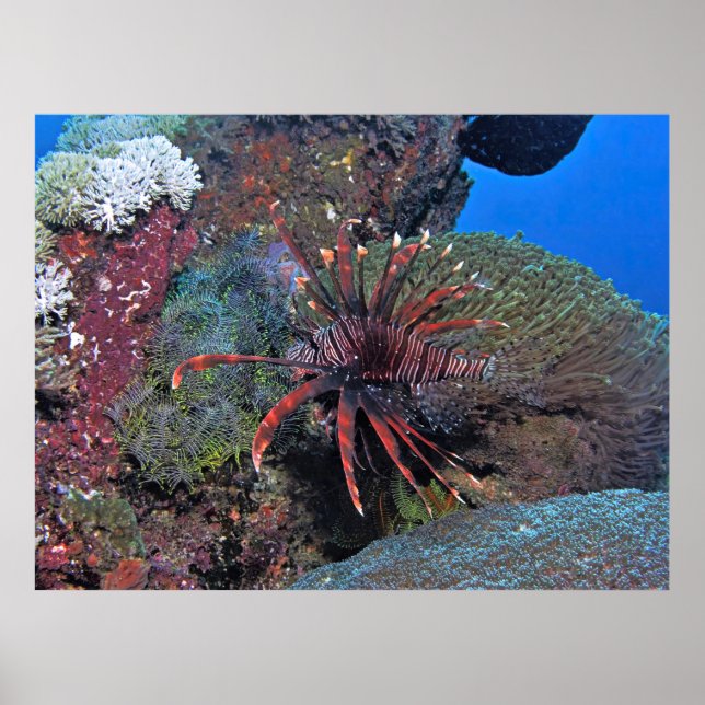 Nusa Lembongan Lionfish Poster (Vorne)